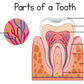 Parts of a Tooth Vector Illustration Print 100% Australian Made Stretched Canvas Ready to Hang - 2417