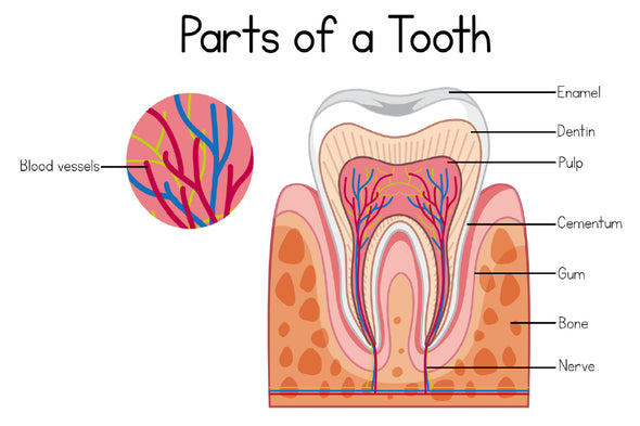 Parts of a Tooth Vector Illustration Print 100% Australian Made Stretched Canvas Ready to Hang - 2417