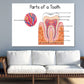 Parts of a Tooth Vector Illustration Print 100% Australian Made Stretched Canvas Ready to Hang - 2417