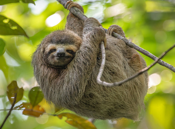 Costa Rica Sloth on Tree View Print 100% Australian Made Stretched Canvas Ready to Hang - 1234