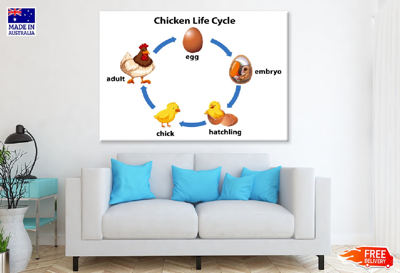 Chicken Life Cycle Vector Design Print 100% Australian Made Stretched Canvas Ready to Hang - 2418