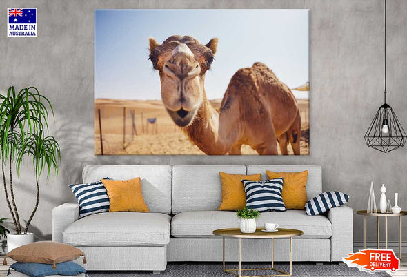 Camel Face Closeup Photograph Print 100% Australian Made Stretched Canvas Ready to Hang - 1235