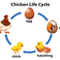 Chicken Life Cycle Vector Design Print 100% Australian Made Stretched Canvas Ready to Hang - 2418