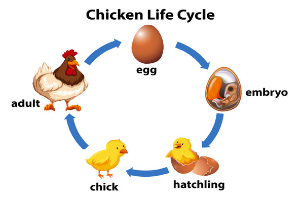 Chicken Life Cycle Vector Design Print 100% Australian Made Stretched Canvas Ready to Hang - 2418