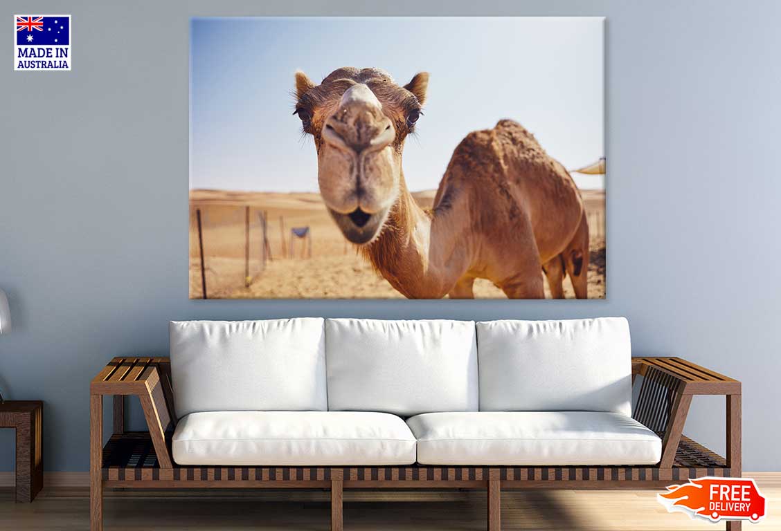 Camel Face Closeup Photograph Print 100% Australian Made Stretched Canvas Ready to Hang - 1235