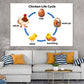 Chicken Life Cycle Vector Design Print 100% Australian Made Stretched Canvas Ready to Hang - 2418
