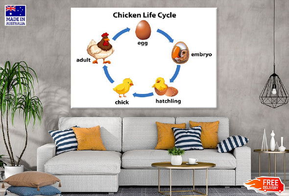 Chicken Life Cycle Vector Design Print 100% Australian Made Stretched Canvas Ready to Hang - 2418