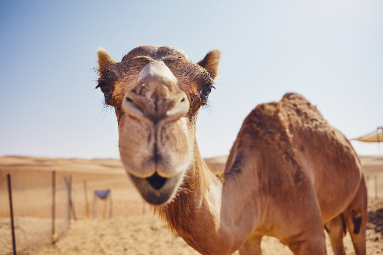 Camel Face Closeup Photograph Print 100% Australian Made Stretched Canvas Ready to Hang - 1235