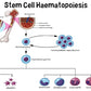 Stem Cell Haematopoiesis Vector Print 100% Australian Made Stretched Canvas Ready to Hang - 2419