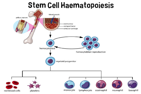 Stem Cell Haematopoiesis Vector Print 100% Australian Made Stretched Canvas Ready to Hang - 2419