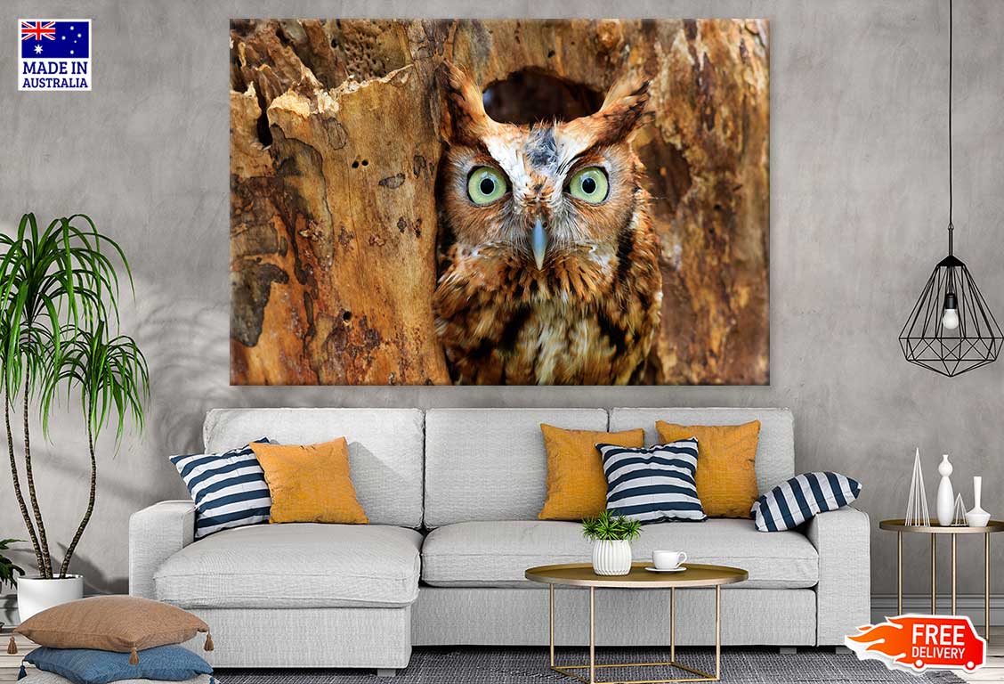 Eastern Screech Owl Photograph Print 100% Australian Made Stretched Canvas Ready to Hang - 1236