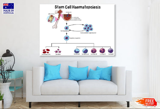 Stem Cell Haematopoiesis Vector Print 100% Australian Made Stretched Canvas Ready to Hang - 2419