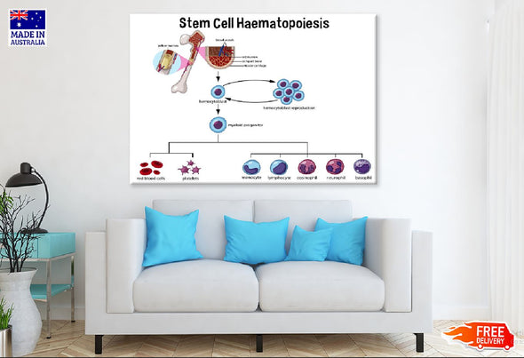 Stem Cell Haematopoiesis Vector Print 100% Australian Made Stretched Canvas Ready to Hang - 2419