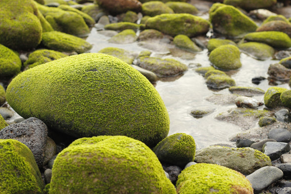 Rocks Covered with Moss River Print 100% Australian Made Stretched Canvas Ready to Hang - 1036