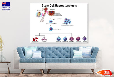 Stem Cell Haematopoiesis Vector Print 100% Australian Made Stretched Canvas Ready to Hang - 2419