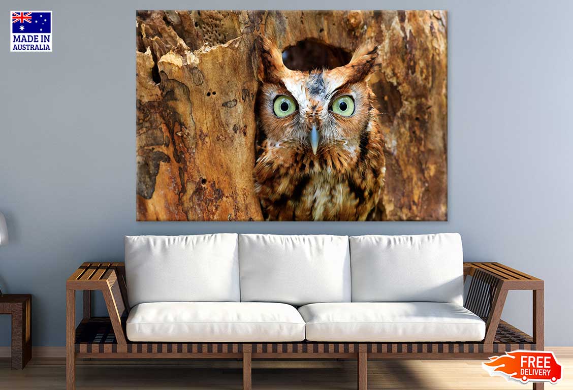 Eastern Screech Owl Photograph Print 100% Australian Made Stretched Canvas Ready to Hang - 1236