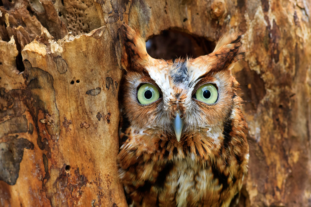 Eastern Screech Owl Photograph Print 100% Australian Made Stretched Canvas Ready to Hang - 1236