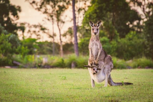 Kangaroo & Joey in a Field Photograph Print 100% Australian Made Stretched Canvas Ready to Hang - 1237