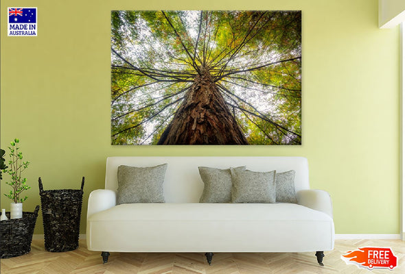 Angle View of Old Green Tree Print 100% Australian Made Stretched Canvas Ready to Hang - 1715