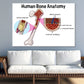 Human Bone Anatomy Vector Design Print 100% Australian Made Stretched Canvas Ready to Hang - 2420