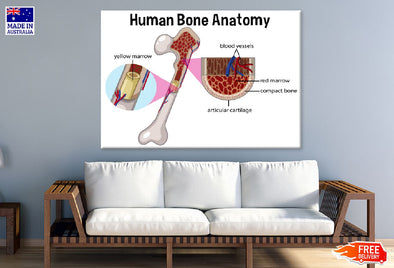 Human Bone Anatomy Vector Design Print 100% Australian Made Stretched Canvas Ready to Hang - 2420