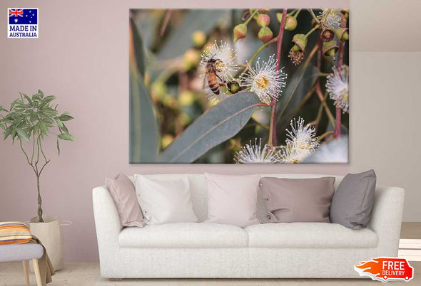 Bee on Eucalyptus Flowers View Print 100% Australian Made Stretched Canvas Ready to Hang - 1586