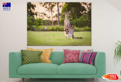 Kangaroo & Joey in a Field Photograph Print 100% Australian Made Stretched Canvas Ready to Hang - 1237