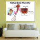 Human Bone Anatomy Vector Design Print 100% Australian Made Stretched Canvas Ready to Hang - 2420