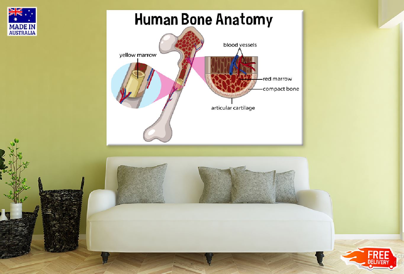 Human Bone Anatomy Vector Design Print 100% Australian Made Stretched Canvas Ready to Hang - 2420