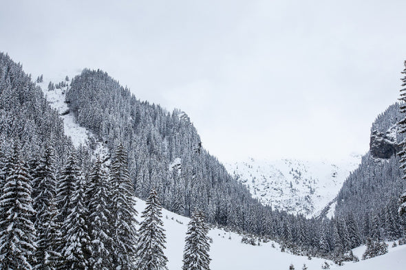 Pine Snow Covered Forest View Print 100% Australian Made Stretched Canvas Ready to Hang - 1037