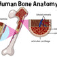 Human Bone Anatomy Vector Design Print 100% Australian Made Stretched Canvas Ready to Hang - 2420
