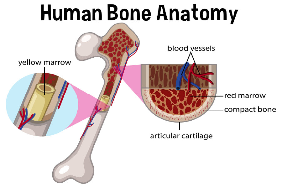 Human Bone Anatomy Vector Design Print 100% Australian Made Stretched Canvas Ready to Hang - 2420