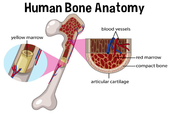 Human Bone Anatomy Vector Design Print 100% Australian Made Stretched Canvas Ready to Hang - 2420