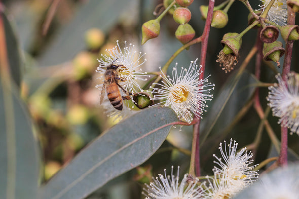 Bee on Eucalyptus Flowers View Print 100% Australian Made Stretched Canvas Ready to Hang - 1586