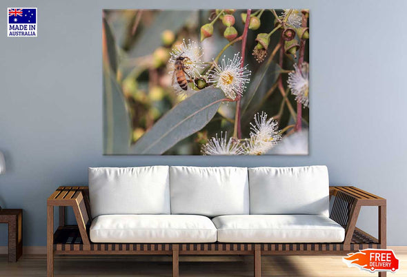 Bee on Eucalyptus Flowers View Print 100% Australian Made Stretched Canvas Ready to Hang - 1586