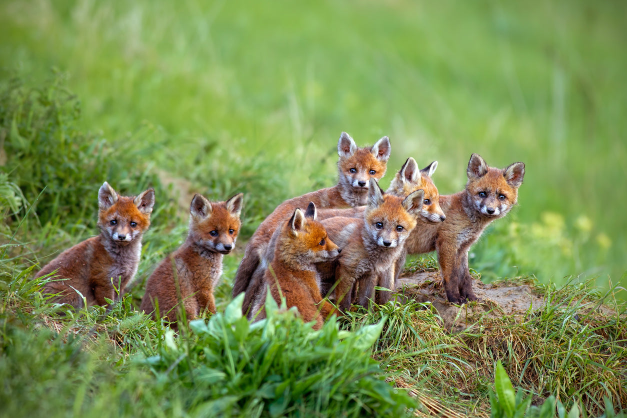 Red Fox Cubs Grass Field View Print 100% Australian Made Stretched Canvas Ready to Hang - 1238