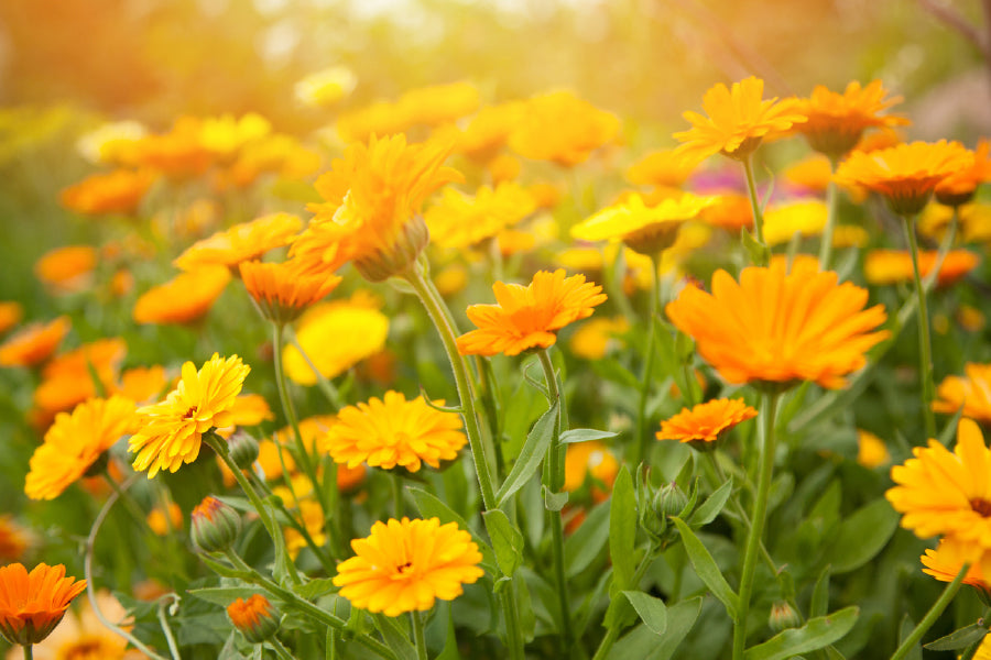 Yellow Calendula Flowers Field Print 100% Australian Made Stretched Canvas Ready to Hang - 1587