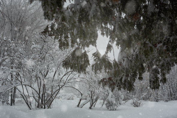 Trees Covered-with Snow Park View Print 100% Australian Made Stretched Canvas Ready to Hang - 1038