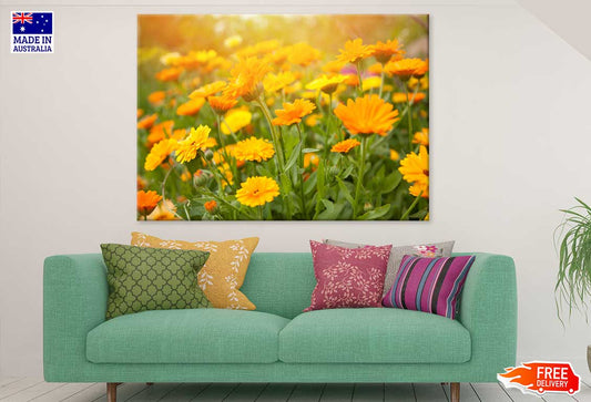 Yellow Calendula Flowers Field Print 100% Australian Made Stretched Canvas Ready to Hang - 1587