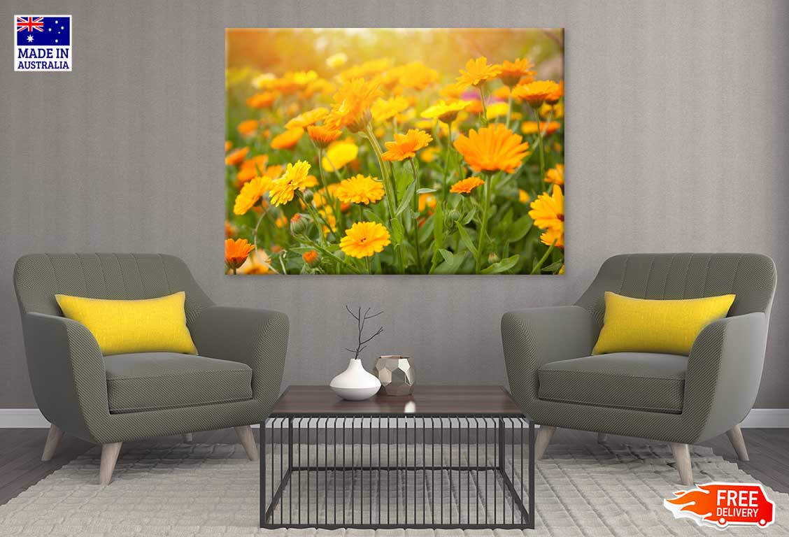 Yellow Calendula Flowers Field Print 100% Australian Made Stretched Canvas Ready to Hang - 1587