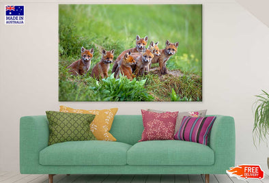 Red Fox Cubs Grass Field View Print 100% Australian Made Stretched Canvas Ready to Hang - 1238