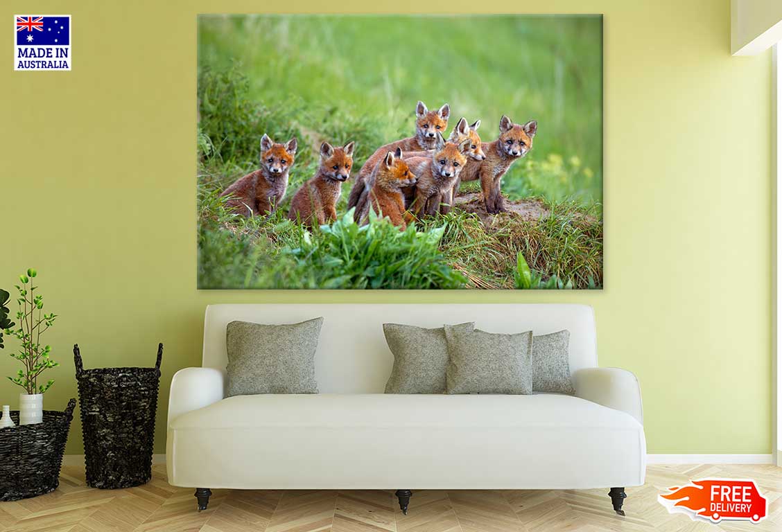 Red Fox Cubs Grass Field View Print 100% Australian Made Stretched Canvas Ready to Hang - 1238