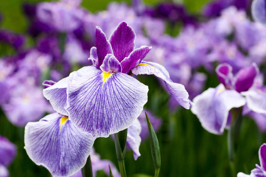 Purple Irises Flower Photograph Print 100% Australian Made Stretched Canvas Ready to Hang - 1588