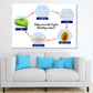 Silkworm Life Cycle Vector Design Print 100% Australian Made Stretched Canvas Ready to Hang - 2422