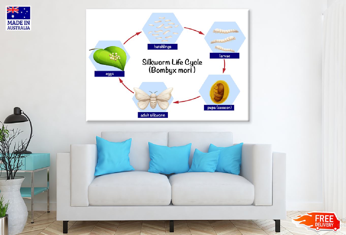 Silkworm Life Cycle Vector Design Print 100% Australian Made Stretched Canvas Ready to Hang - 2422