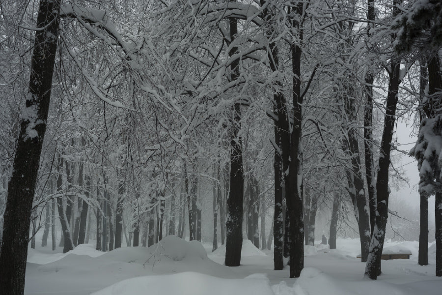 Trees Covered with Snow Forest Print 100% Australian Made Stretched Canvas Ready to Hang - 1039