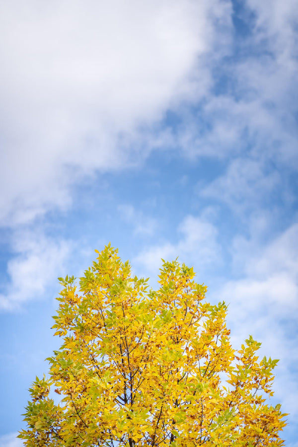 Yellow Autumn Tree Blue Sky View Print 100% Australian Made Stretched Canvas Ready to Hang - 1717