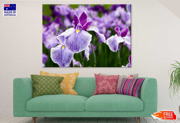 Purple Irises Flower Photograph Print 100% Australian Made Stretched Canvas Ready to Hang - 1588