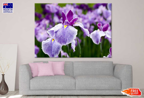 Purple Irises Flower Photograph Print 100% Australian Made Stretched Canvas Ready to Hang - 1588