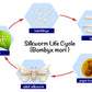 Silkworm Life Cycle Vector Design Print 100% Australian Made Stretched Canvas Ready to Hang - 2422